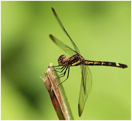 Micrathyria laevigata femelle