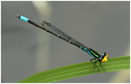 Neoerythromma cultellatum mâle