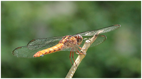 Orthemis discolor femelle