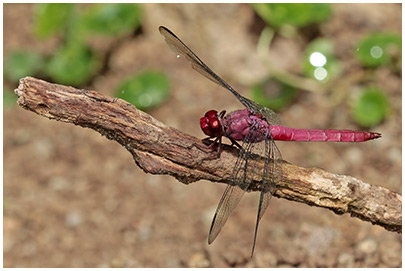 Orthemis discolor mâle