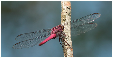 Orthemis discolor mâle