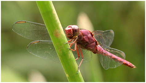 Orthemis discolor mâle
