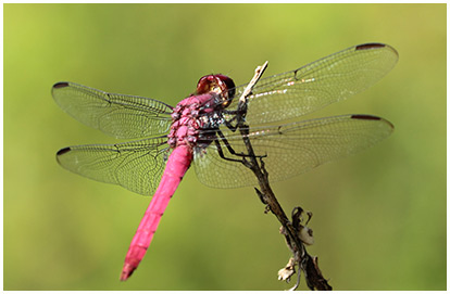 Orthemis discolor mâle