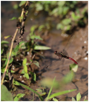 Orthemis discolor en ponte