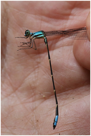 Palaemnema nathalia male