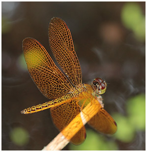 Perithemis electra mâle