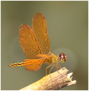 Perithemis electra mâle