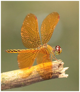 Perithemis electra mâle