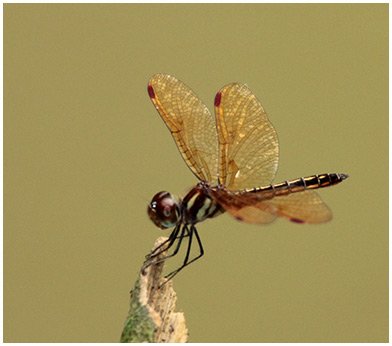 Perithemis domitia mâle