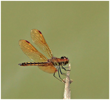 Perithemis domitia mâle