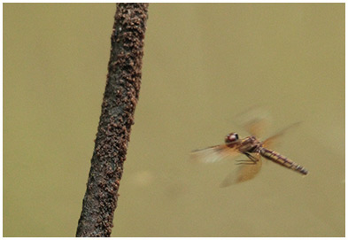 Perithemis domitia ponte