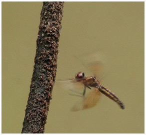 Perithemis domitia femelle en ponte