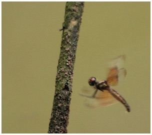 Perithemis domitia ponte