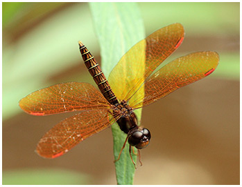 Perithemis mooma