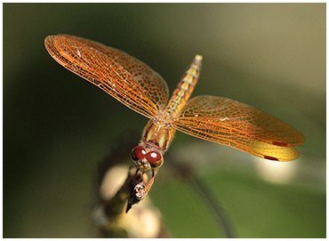 Perithemis mooma