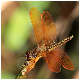 Perithemis mooma