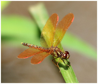 Pond Amberwing