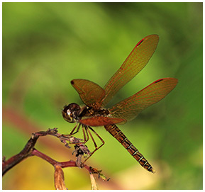 Perithemis mooma mâle