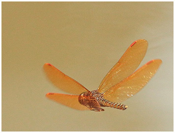 Pond amberwing