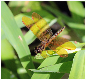 Perithemis mooma mâle