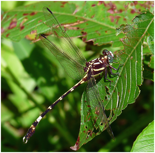 Phyllogomphoïde appendiculatus male