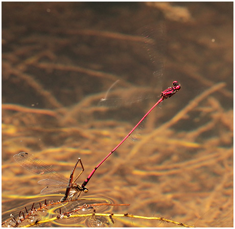 Protoneura amatoria ponte