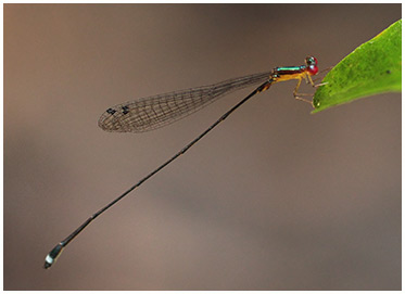 Psaironeura angeloi