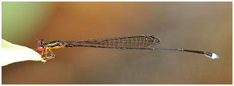 Psaironeura angeloi