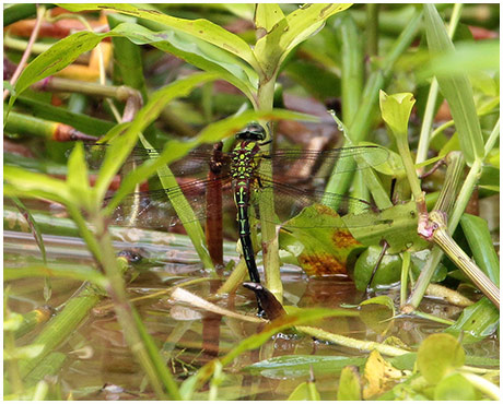 Remartinia luteipennis femelle