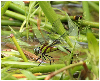 Remartinia luteipennis femelle ponte