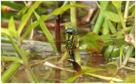 Malachite Darner laying