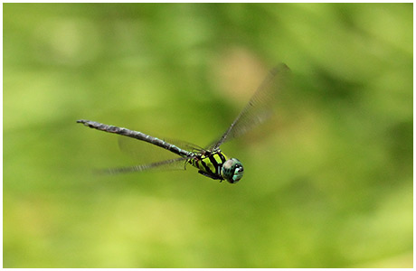 Remartinia luteipennis mâle