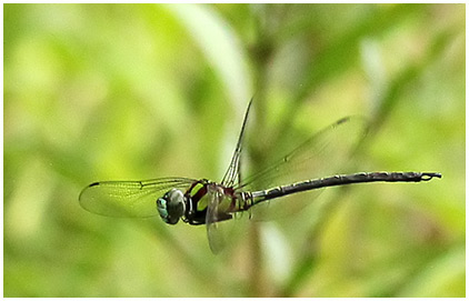 Remartinia luteipennis mâle