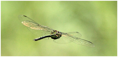 Malachite Daner male