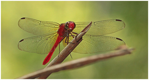 Rhodopygia hinei male