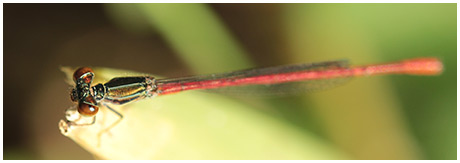 Striped Firetail