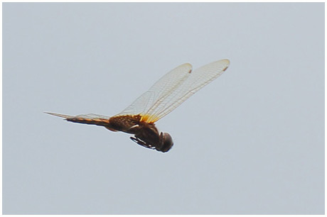 Tramea calverti female