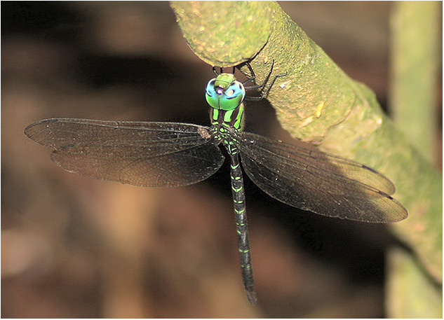 Triacanthagyna sp.