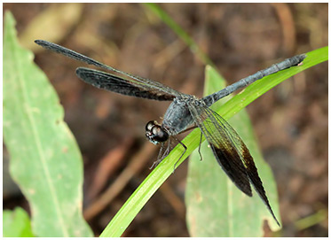 Large Woodskimmer