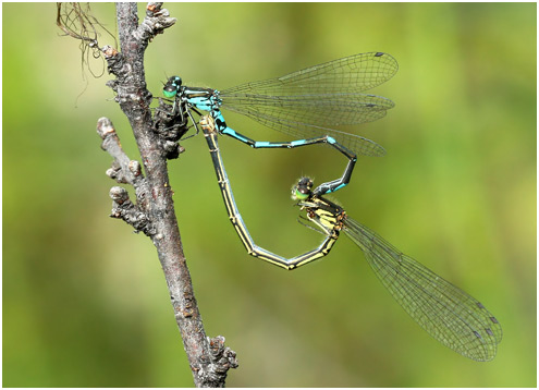 Coenagrion johanssoni accouplement 