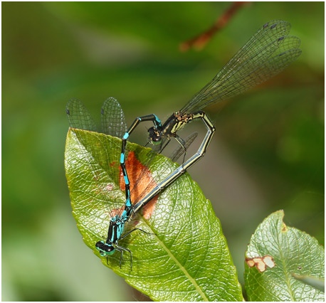 Coenagrion johanssoni accouplement 