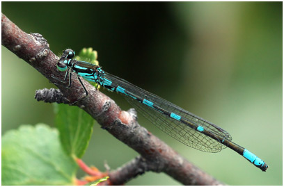 Coenagrion johanssoni mâle 