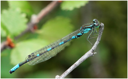 Coenagrion johanssoni mâle 