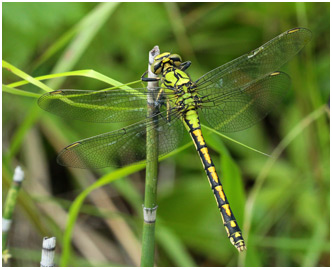 Ophiogomphus cecilia femelle, Suède