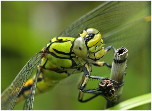 Ophiogomphus cecilia femelle, Suède