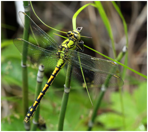 Ophiogomphus cecilia femelle, Suède