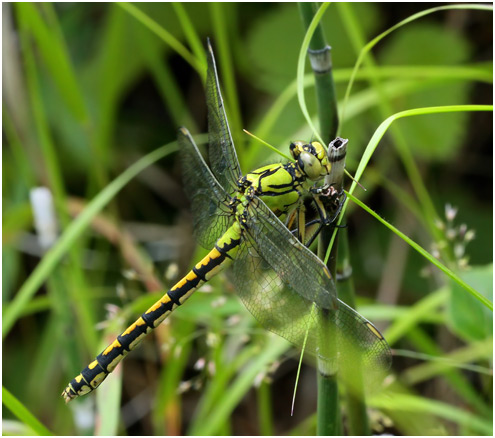 Ophiogomphus cecilia femelle, Suède