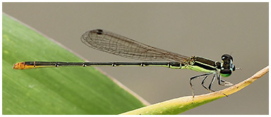 Agriocnemis pygmaea mâle