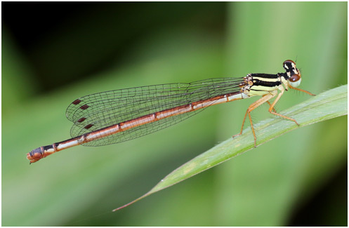 Calicnemia eximia femelle