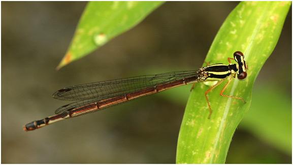 Calicnemia eximia femelle